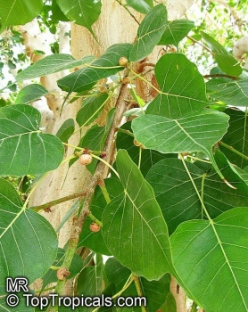 Preview: Ficus religiosa, 20-100 Samen